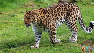 Macan Tutul Mini Berkaki Empat: Bukan Kucing, Tapi Reptil!