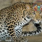 Macan Tutul Mini Berkaki Empat: Bukan Kucing, Tapi Reptil!