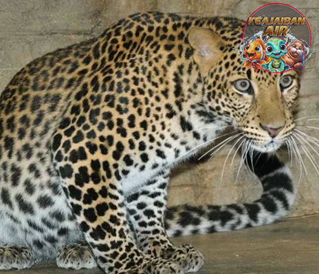 Macan Tutul Mini Berkaki Empat: Bukan Kucing, Tapi Reptil!