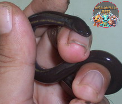 Sesilia Amfibi Langka yang Menyimpan2 Daya Tarik Hebat