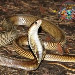 Mengintip Dunia Ular Kobra, Si Raja Reptil Berleher Kipas!