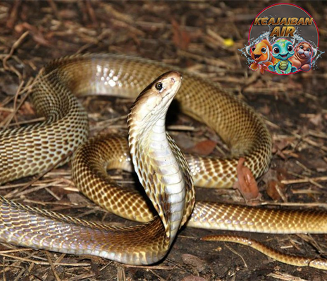 Mengintip Dunia Ular Kobra, Si Raja Reptil Berleher Kipas!