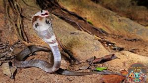 Mengintip Dunia Ular Kobra, Si Raja Reptil Berleher Kipas!