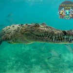 Buaya Air Asin Reptil2 Laut Mematikan dengan Kekuatan Super