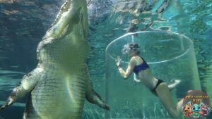 Buaya Air Asin Reptil2 Laut Mematikan dengan Kekuatan Super
