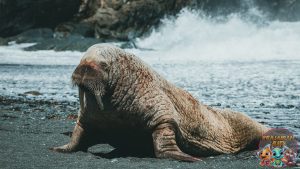 Kehidupan Walrus 8 Momen Epik yang Pernah Terjadi!