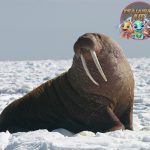 Kehidupan Walrus 8 Momen Epik yang Pernah Terjadi!