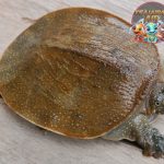 Softshell Turtles Reptil 6 Unik dengan Cangkang Lembut