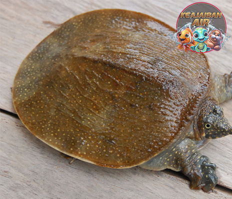 Softshell Turtles Reptil 6 Unik dengan Cangkang Lembut