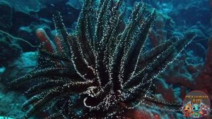 Black Coral Si Hitam Elegan 200 Sembunyi di Dasar Laut