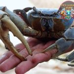 Blue Land Crab dan 8 Misteri Menarik di Baliknya
