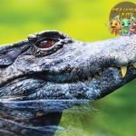 Caiman Reptil Mini dengan 10 Kekuatan Luar Biasa