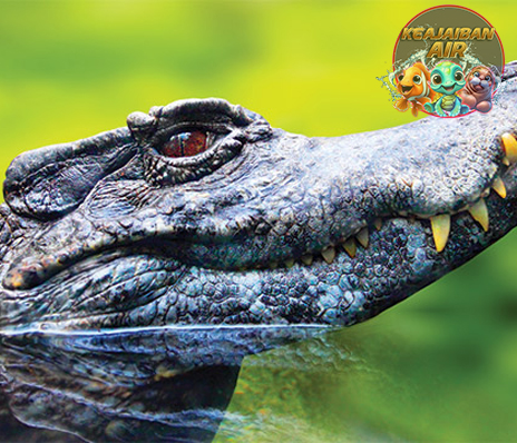 Caiman Reptil Mini dengan 10 Kekuatan Luar Biasa
