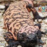 Gila Monster 01 Reptil Berbisa yang Menakjubkan