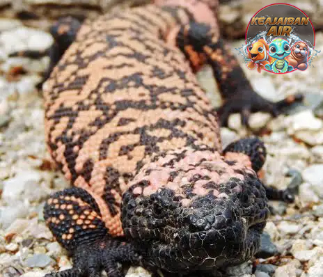 Gila Monster 01 Reptil Berbisa yang Menakjubkan