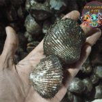 Kerang Bulu 8 Peran Penting di dalam Ekosistem Laut