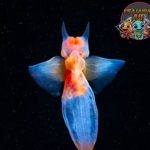 Keunikan Sea Angel Terungkap dalam 5 Fakta Aneh Ini