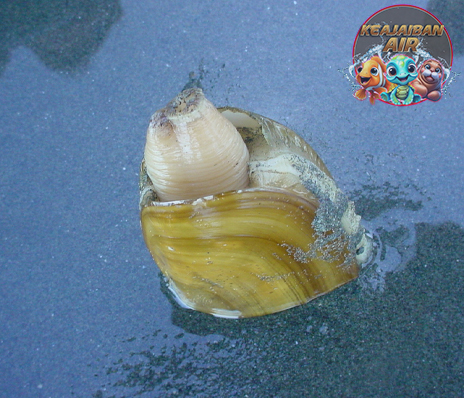 Siliqua Patula dalam 20 Langkah Dari Laut ke Cerita Unik