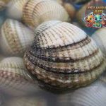 Bivalvia dan 6 Rahasia Cangkang Ganda yang Menakjubkan