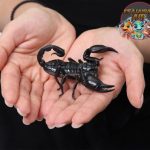 Kalajengking Reptil 1 Berbisa dengan Pesona Misterius