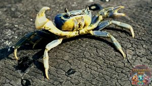 Blue Land Crab dan 8 Misteri Menarik di Baliknya
