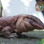 Tegus Reptil Besar2 dengan Kepribadian Mengejutkan