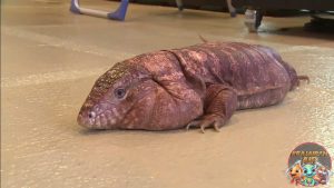 Tegus Reptil Besar2 dengan Kepribadian Mengejutkan