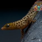 Sphaerodactylus Keunikan 16 Gecko Terkecil di Dunia