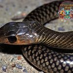 Ptyas Korros Ular Reptil dengan 12 Pesonaa Unik
