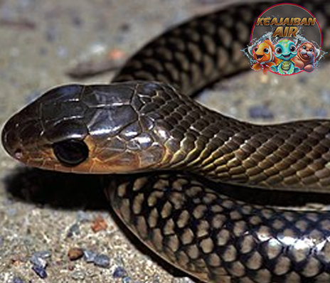 Ptyas Korros Ular Reptil dengan 12 Pesonaa Unik