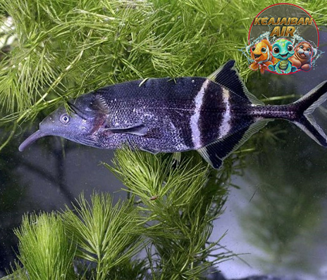 Ikan Belalai Gajah 3 Keunikan yang Jarang Diketahui