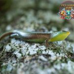 Dasia Reptil 1 Unik yang Menarik Perhatian