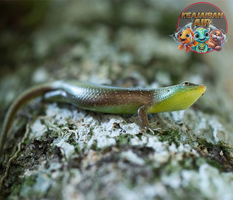 Dasia Reptil 1 Unik yang Menarik Perhatian