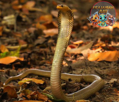 Ular Kobra Jawa Raja No1 Berbisa dari Nusantara
