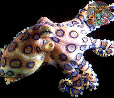 Gurita Garis Biru dan 4 Fakta Mengejutkan dari Dunia Laut
