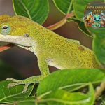 Kadal Anole, Reptil Pintar dengan 1 Adaptasi Menarik