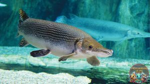 Aligator Kehebatan 56 Predator Purba Dunia Modern