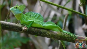 Plumed Basilisk 6 Fakta Menarik yang Wajib Diketahui
