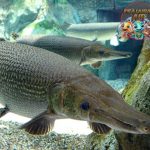 Aligator Kehebatan 56 Predator Purba Dunia Modern