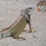Iguana Si 19 Reptil Unik yang Menawan dan Pintar!