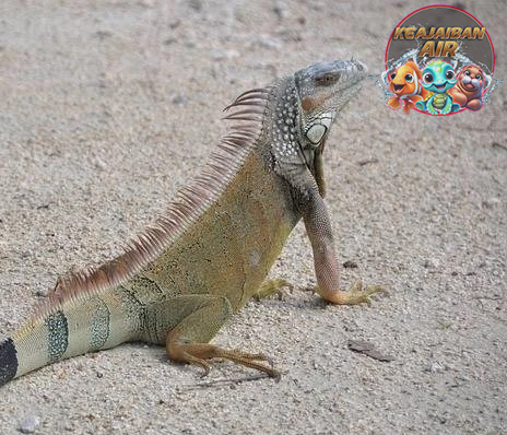Iguana Si 19 Reptil Unik yang Menawan dan Pintar!
