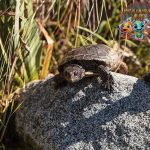 Pond Turtles 8 Karakteristik dan Bertahan Hidup