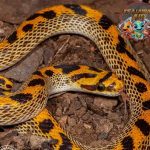 Lamprophis Ular Jinak yang Cocok Buat Pemula2!