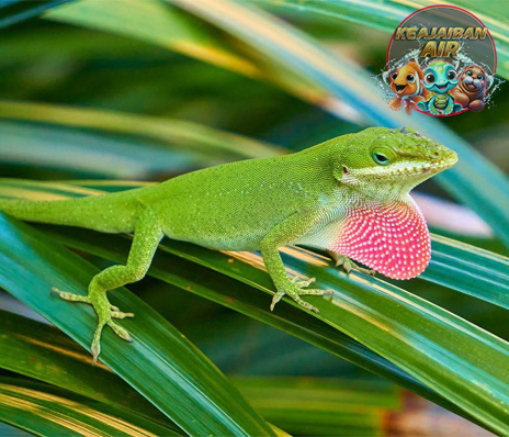 Anoles Reptil Mini Menari di Atas 1 Ranting