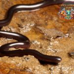 Blind Snakes Ular 4 Buta yang Jarang Terlihat