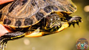Pond Turtles 8 Karakteristik dan Bertahan Hidup