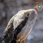 Rhynchocephalia Reptil Purba di Era 2x Modern