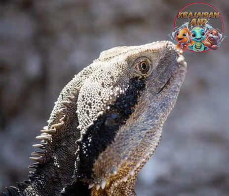 Rhynchocephalia Reptil Purba di Era 2x Modern