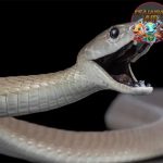 Ular Mambas 01 Predator Mematikan Alam Bebas
