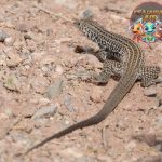 Whiptails Reptil Lincah dengan 1 Ekor Panjang